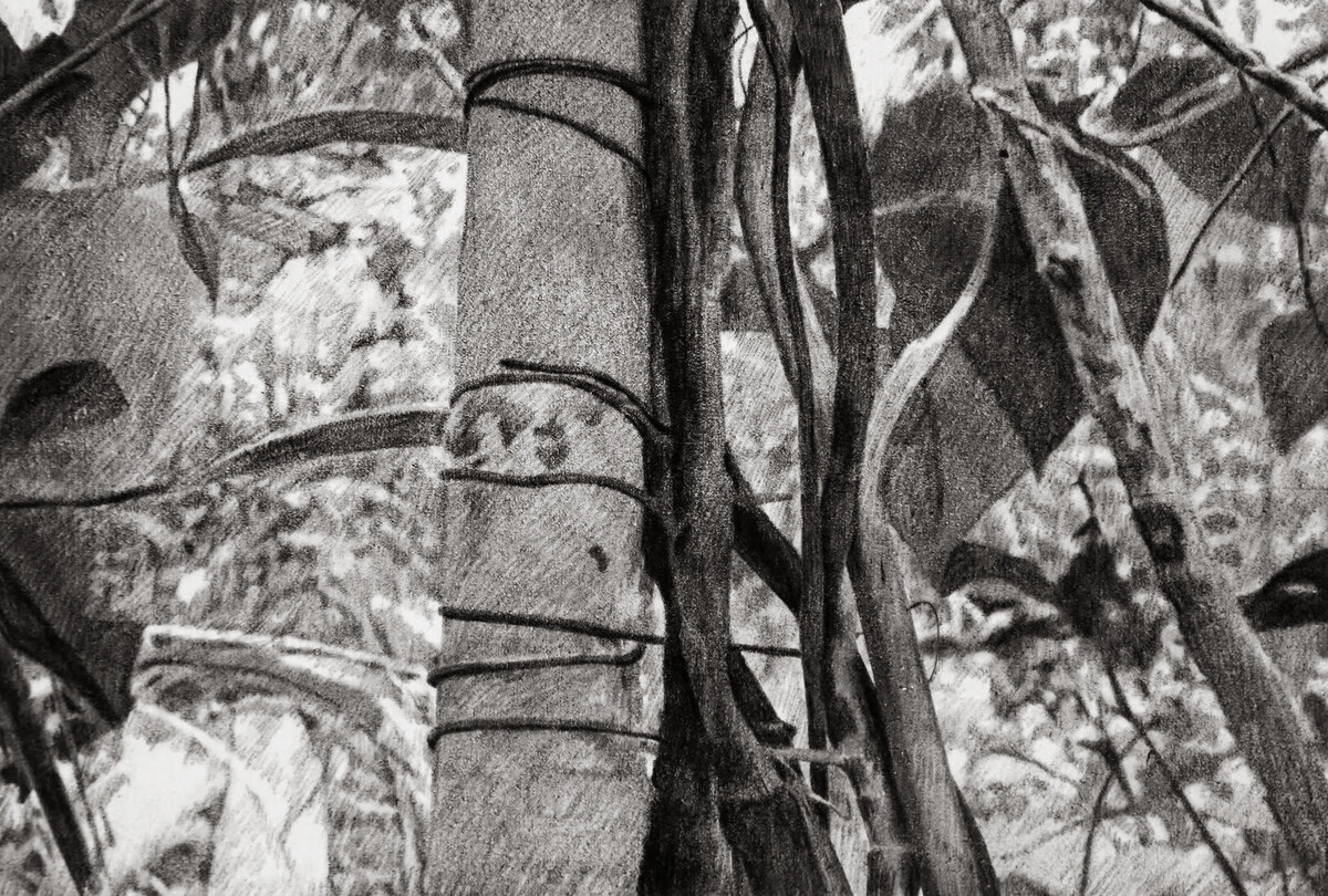 Natalia Revilla; Untitled (Trees); 2023